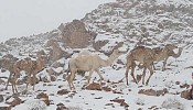 Snow blankets Tabuk