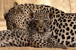 AlUla Advances Global Eco-Tourism Through Landmark Arabian Leopard Conservation Efforts 